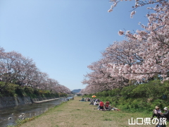 切戸川河川公園の桜