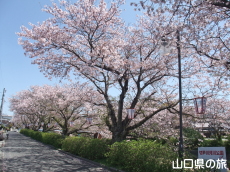 切戸川河川公園の桜