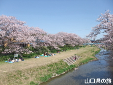 切戸川河川公園の桜