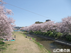 切戸川河川公園の桜