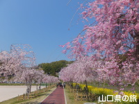 下松スポーツ公園の枝垂桜
