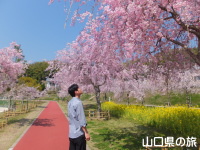 下松スポーツ公園の枝垂桜