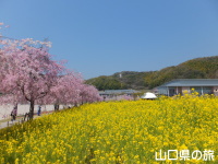 下松スポーツ公園の枝垂桜と菜の花