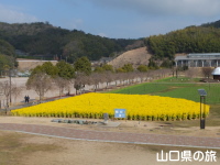 下松スポーツ公園の菜の花