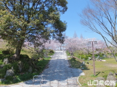 下松公園の桜