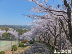 下松公園の桜