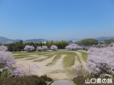 下松公園の桜