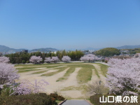 下松公園の桜