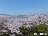 下松公園の桜
