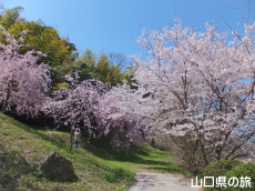 下松公園の桜