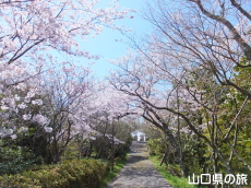 下松公園の桜