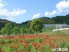 下松スポーツ公園のポピー