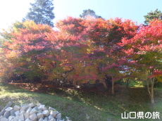 旧内藤家屋敷跡の紅葉