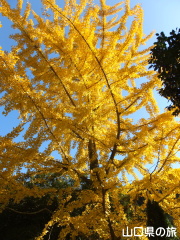 旧内藤家屋敷跡近くのイチョウ