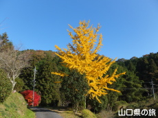 旧内藤家屋敷跡近くのイチョウ
