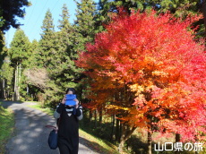 旧内藤家屋敷跡近くの紅葉