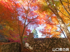 旧内藤家屋敷跡の紅葉