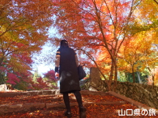 旧内藤家屋敷跡の紅葉