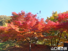 旧内藤家屋敷跡の紅葉