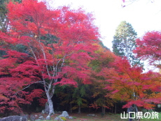旧内藤家屋敷跡の紅葉