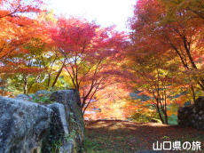 旧内藤家屋敷跡の紅葉
