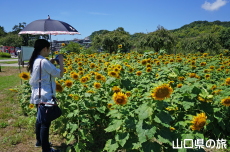 下松スポーツ公園のひまわり