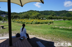 下松スポーツ公園のひまわり