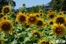 下松スポーツ公園のひまわり