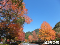 米泉湖の紅葉