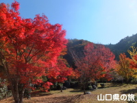 米泉湖公園の紅葉