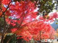 米泉湖公園の紅葉