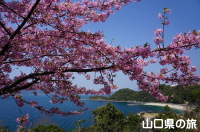 笠戸島の河津桜