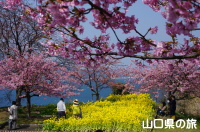 笠戸島の河津桜と菜の花