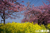笠戸島の河津桜と菜の花