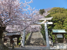 花岡八幡宮の桜