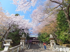 花岡八幡宮の桜