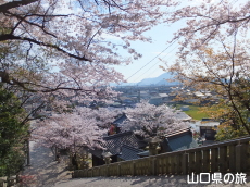 花岡八幡宮の桜