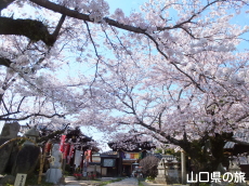 閼伽井坊の桜