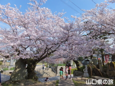 花岡八幡宮の桜