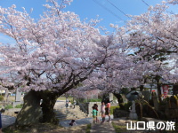 花岡八幡宮の桜