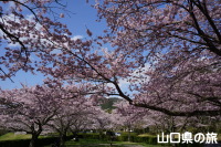 米泉湖公園の桜