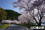 米泉湖公園の桜