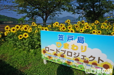 潮風ガーデンのひまわり