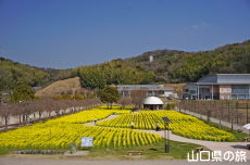 下松スポーツ公園の菜の花