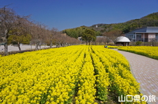 下松スポーツ公園の菜の花