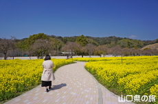下松スポーツ公園の菜の花