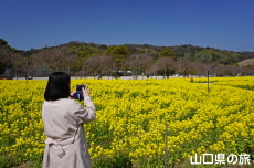 下松スポーツ公園の菜の花