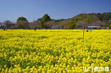 下松スポーツ公園の菜の花