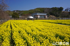 下松スポーツ公園の菜の花