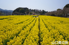 下松スポーツ公園の菜の花